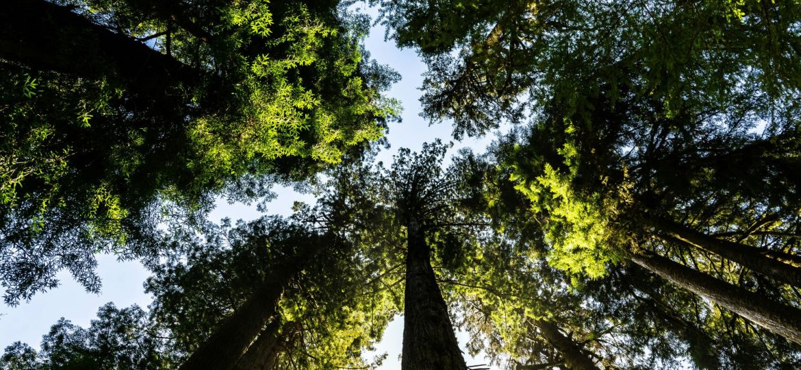 alegações de biodiversidade