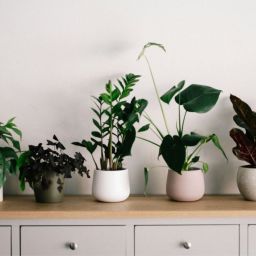 benefícios das plantas de interior