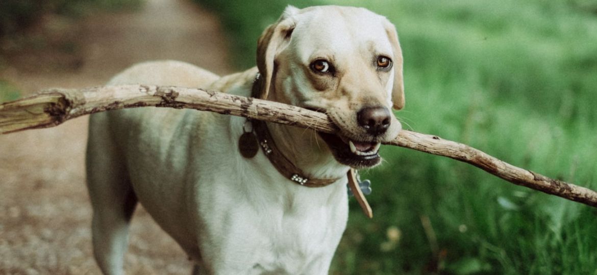 medicamentos para animais