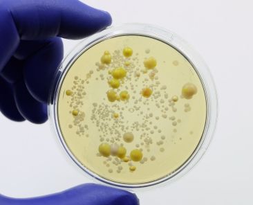 estudo sobre bactéria multirresistente