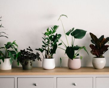 benefícios das plantas de interior