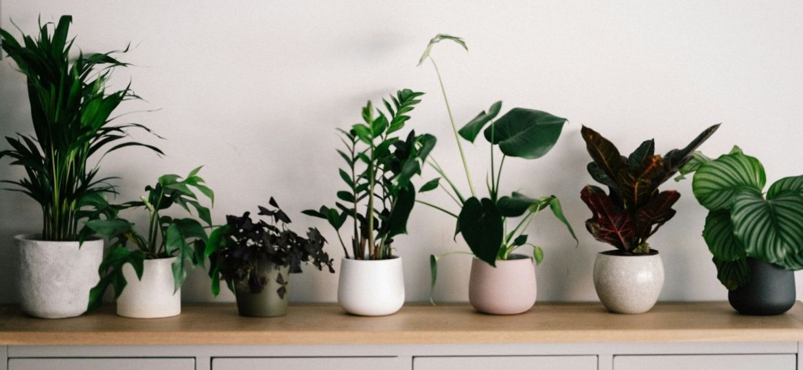 benefícios das plantas de interior