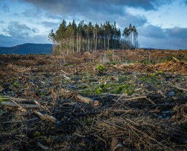 ansiedade climática