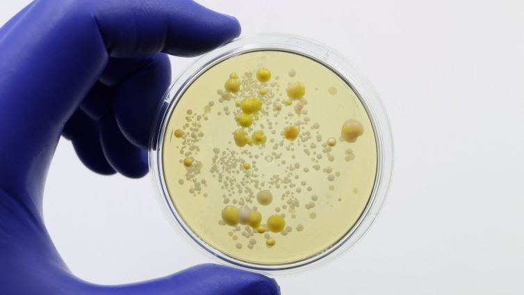 estudo sobre bactéria multirresistente