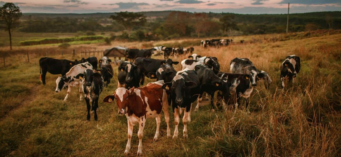 Resistência aos antimicrobianos nos animais