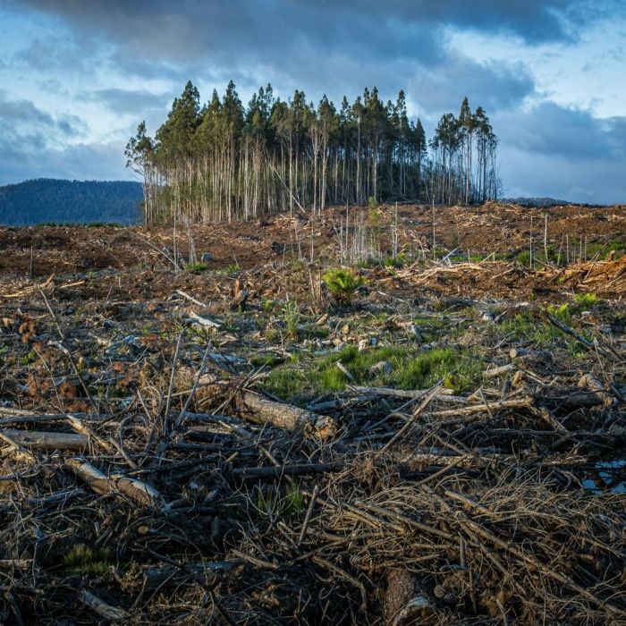 ansiedade climática