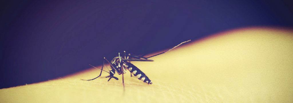 nova forma de luta contra o dengue