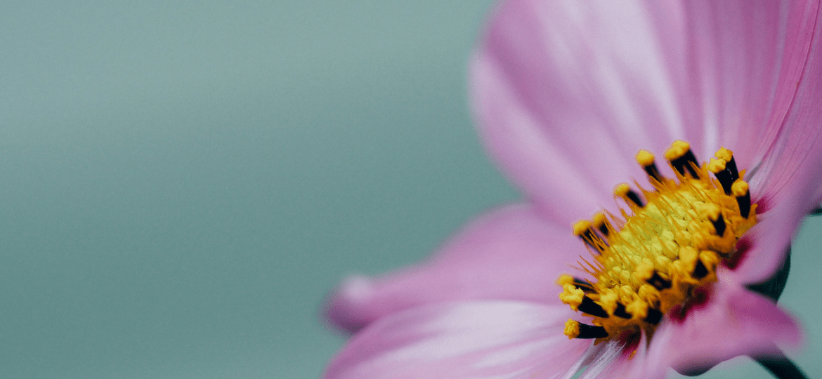 uma flor lilás simboliza a esperança