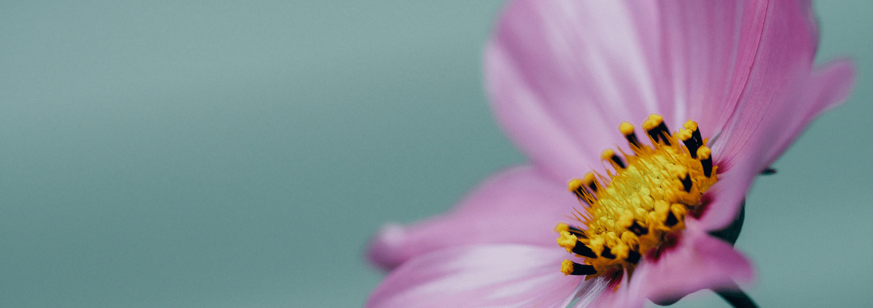 uma flor lilás simboliza a esperança