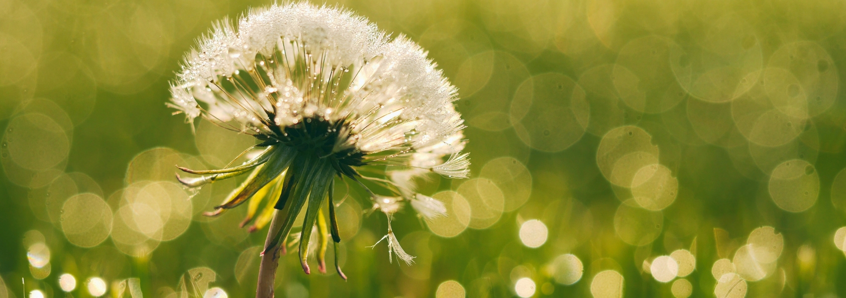 Flor, símbolo da esperança