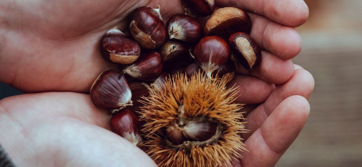 as vantagens nutricionais das castanhas