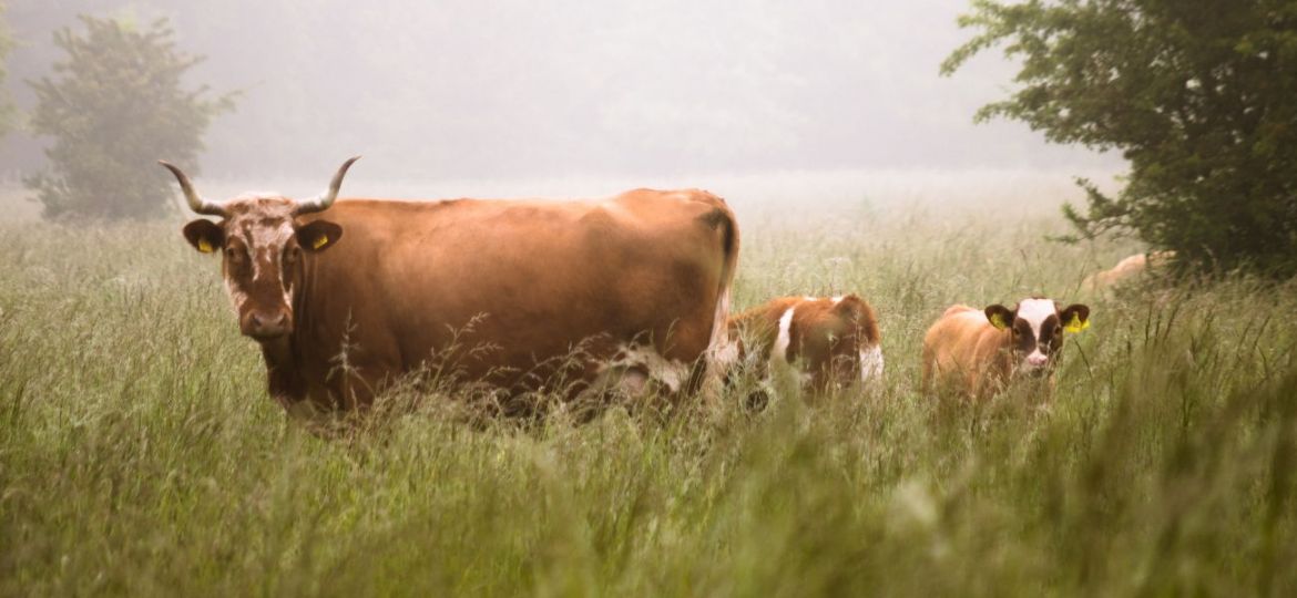 animais e antibióticos