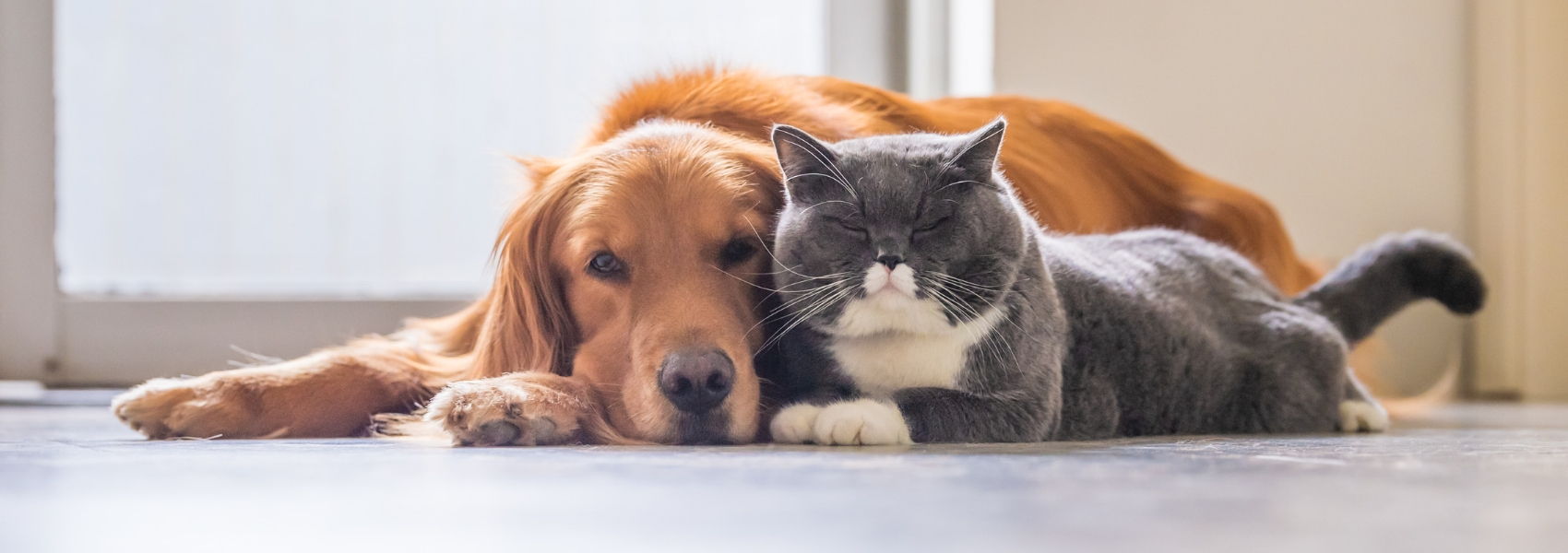 vacinação nos animais