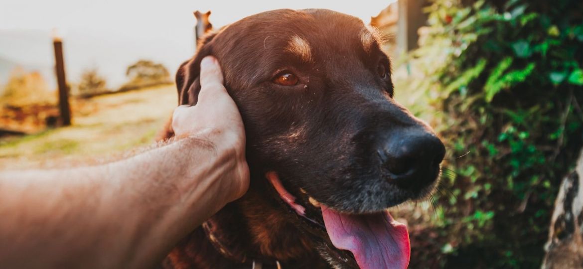 fazer festas a animais contra o stress