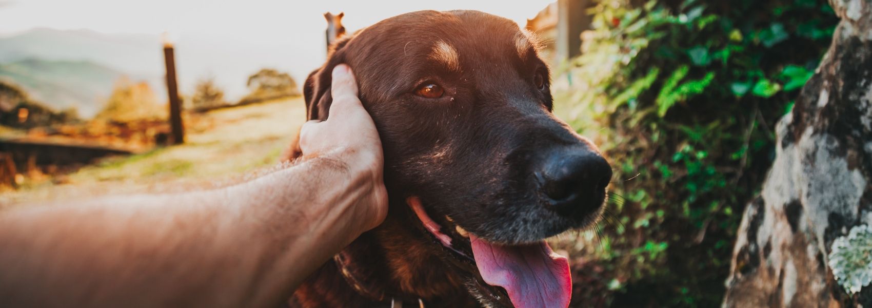 fazer festas a animais contra o stress