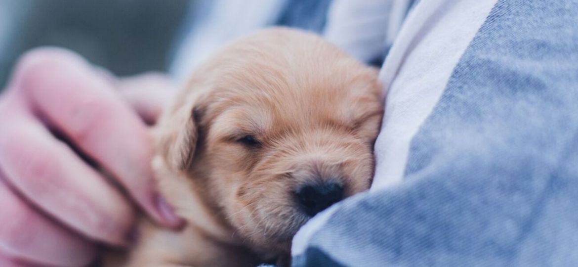 ter um cão ajuda o coração