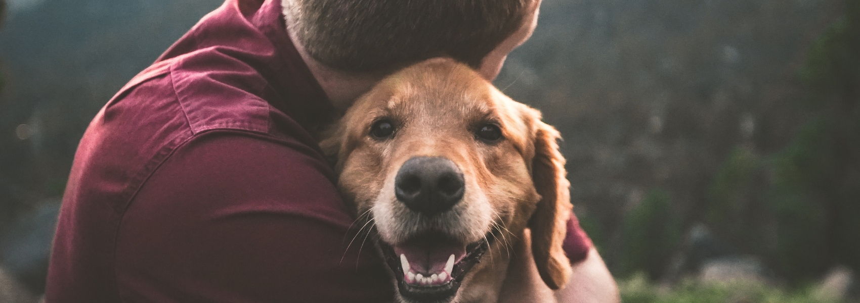 animais ajudam na luta contra o cancro