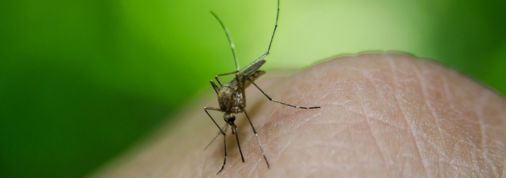 febre amarela no Brasil