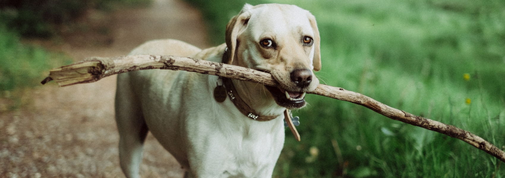 medicamentos para animais