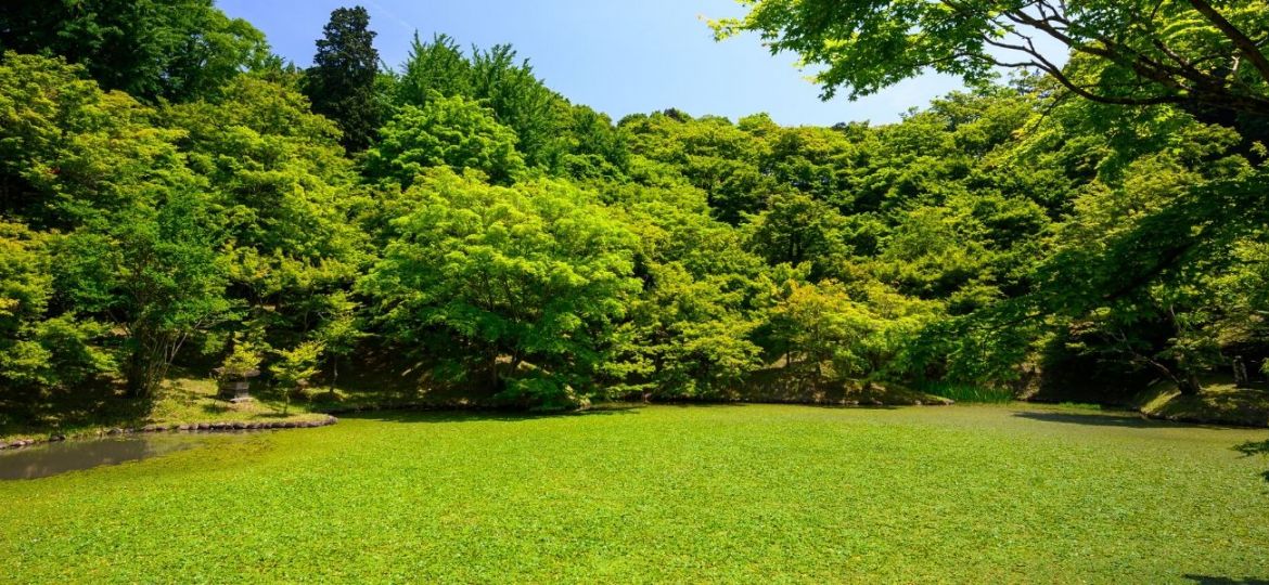 natureza nas cidades