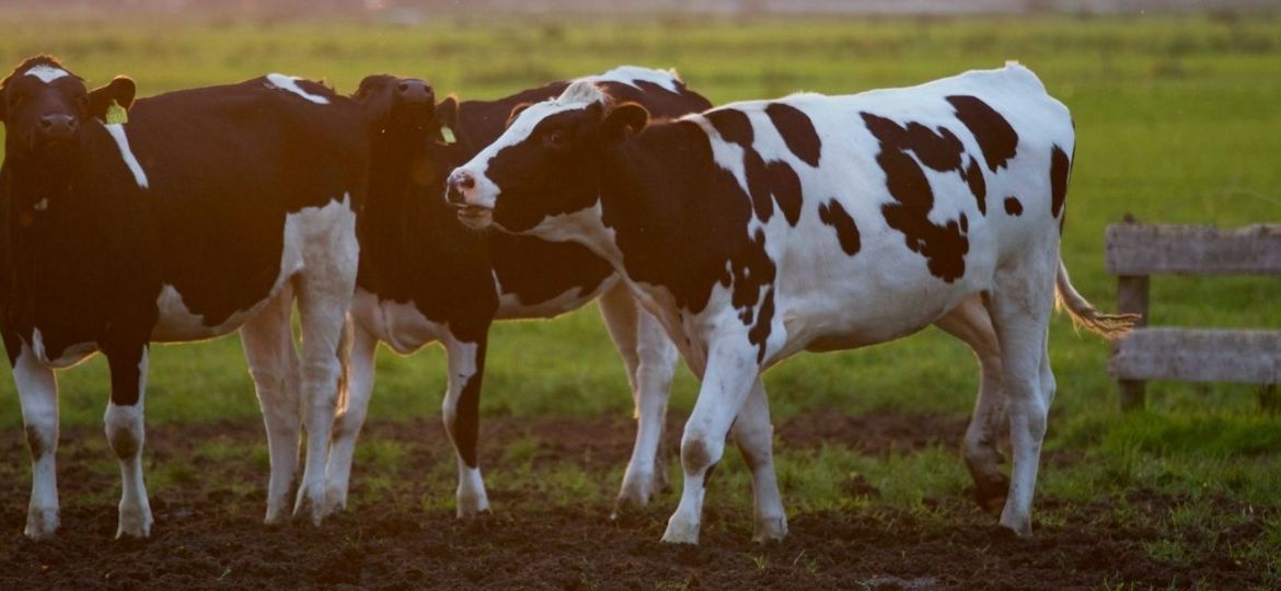 doenças animais