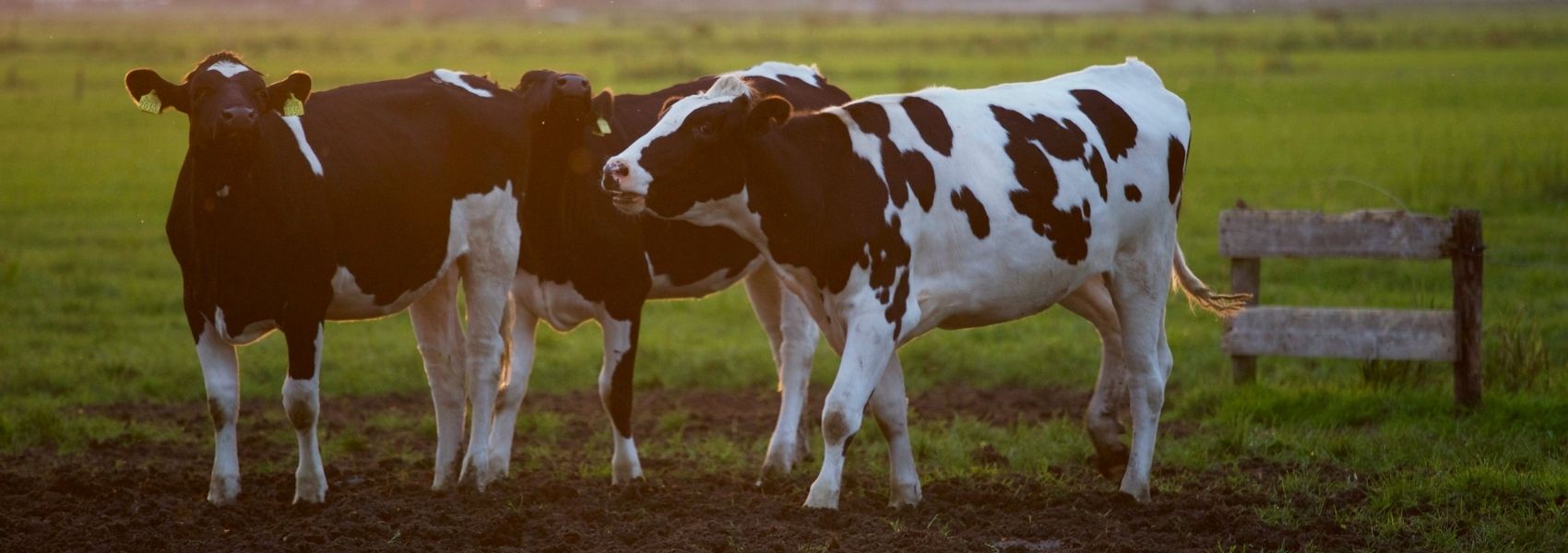 doenças animais