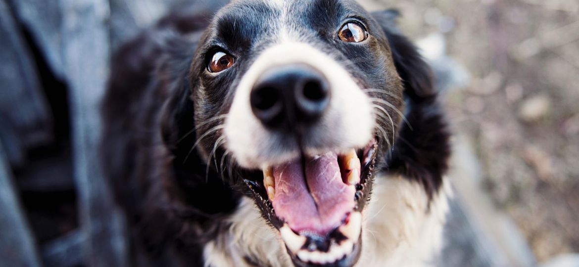 cães que identificam stress pós-traumático