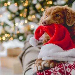 animais de estimação no Natal