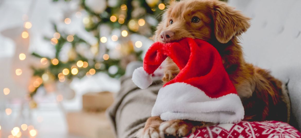 animais de estimação no Natal