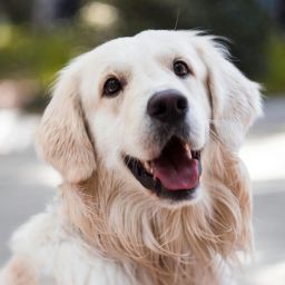 cães identificam Parkinson