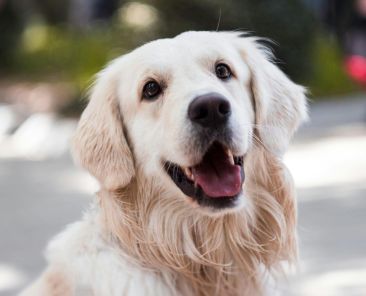cães identificam Parkinson