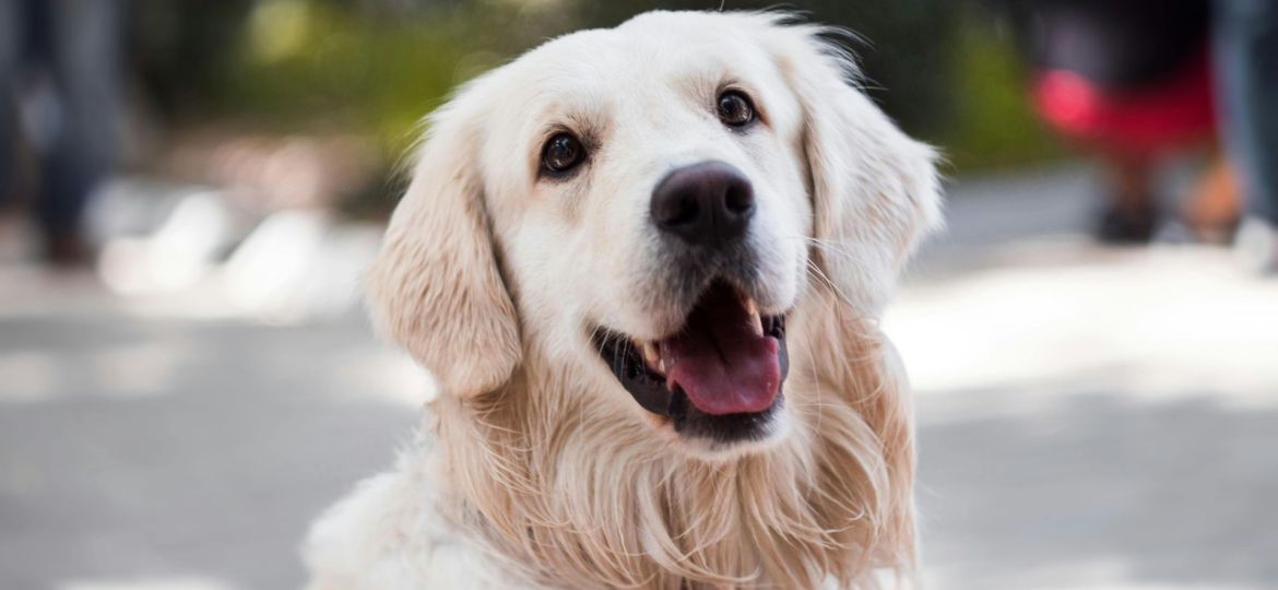 cães identificam Parkinson