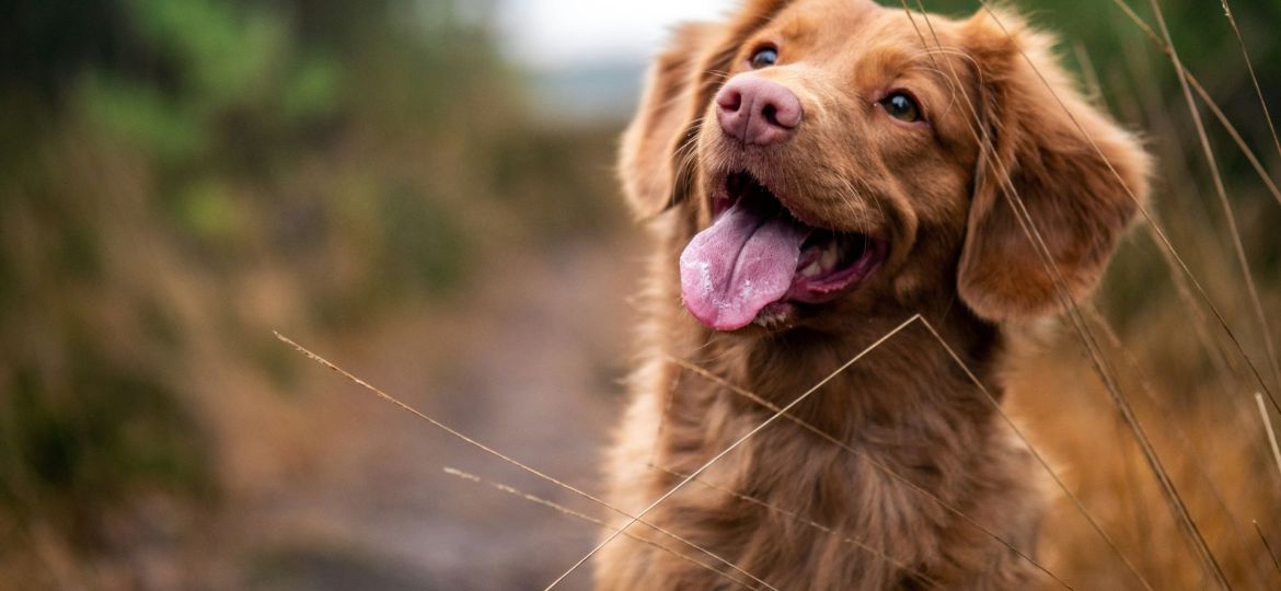terapia com cães