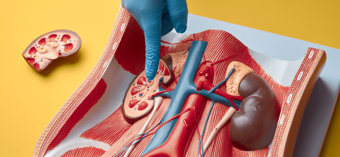 rim, doença renal crónica, o rim não dói