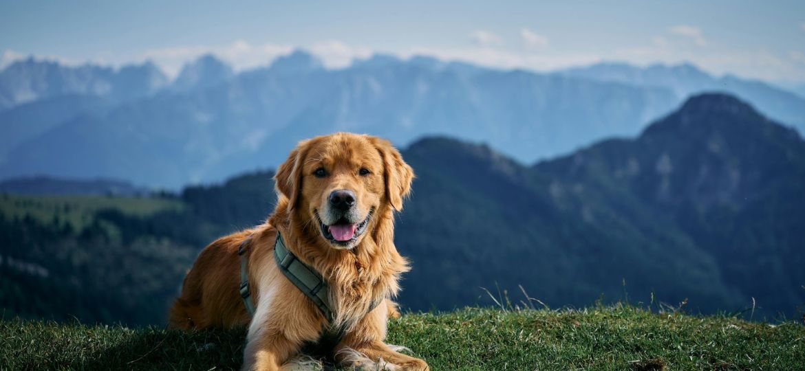 saúde animal