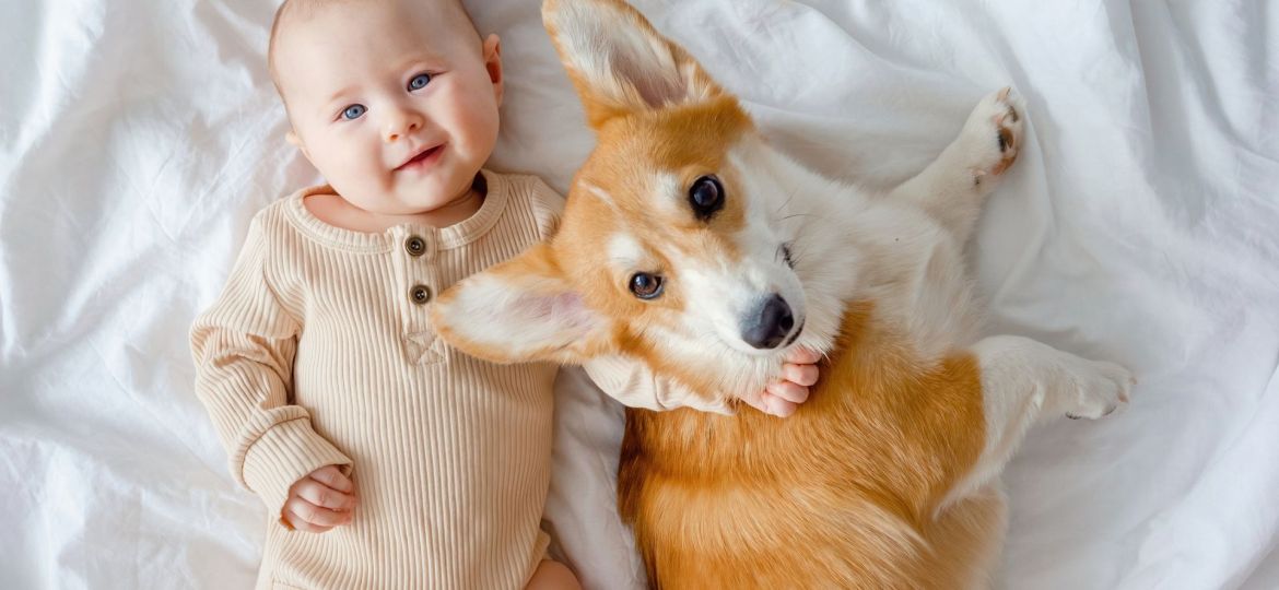 cães e bebés