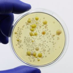 bactéria