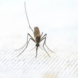 Chikungunya a caminho da Europa