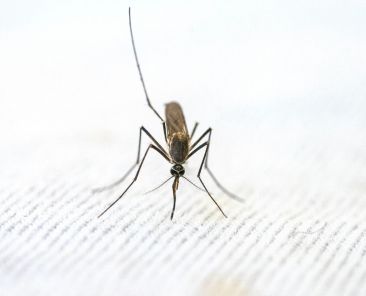 Chikungunya a caminho da Europa