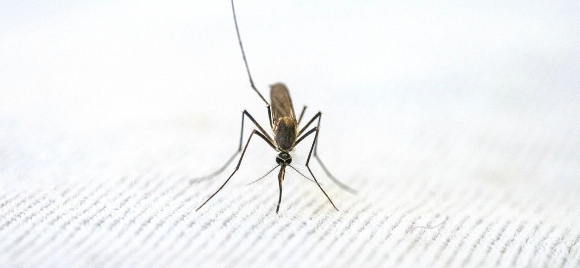 Chikungunya a caminho da Europa