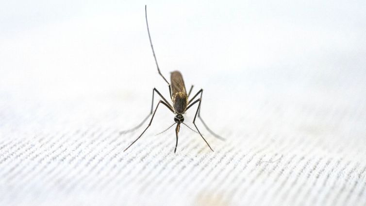 Chikungunya a caminho da Europa