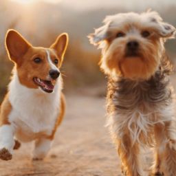 cuidar dos animais de estimação no calor