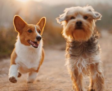 cuidar dos animais de estimação no calor