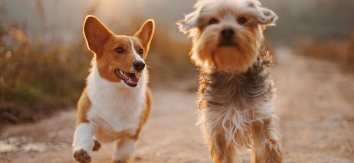 cuidar dos animais de estimação no calor