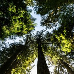 alegações de biodiversidade