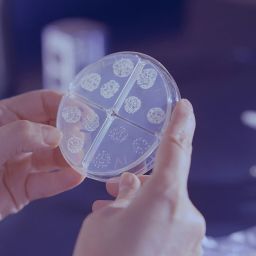 novo teste para diagnosticar tuberculose
