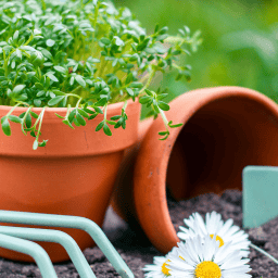 jardinagem proteger da diabetes tipo 2