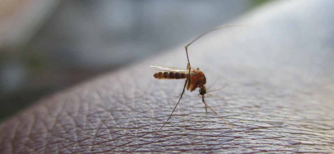 Um mosquito da família Aedes, que transmite dengue