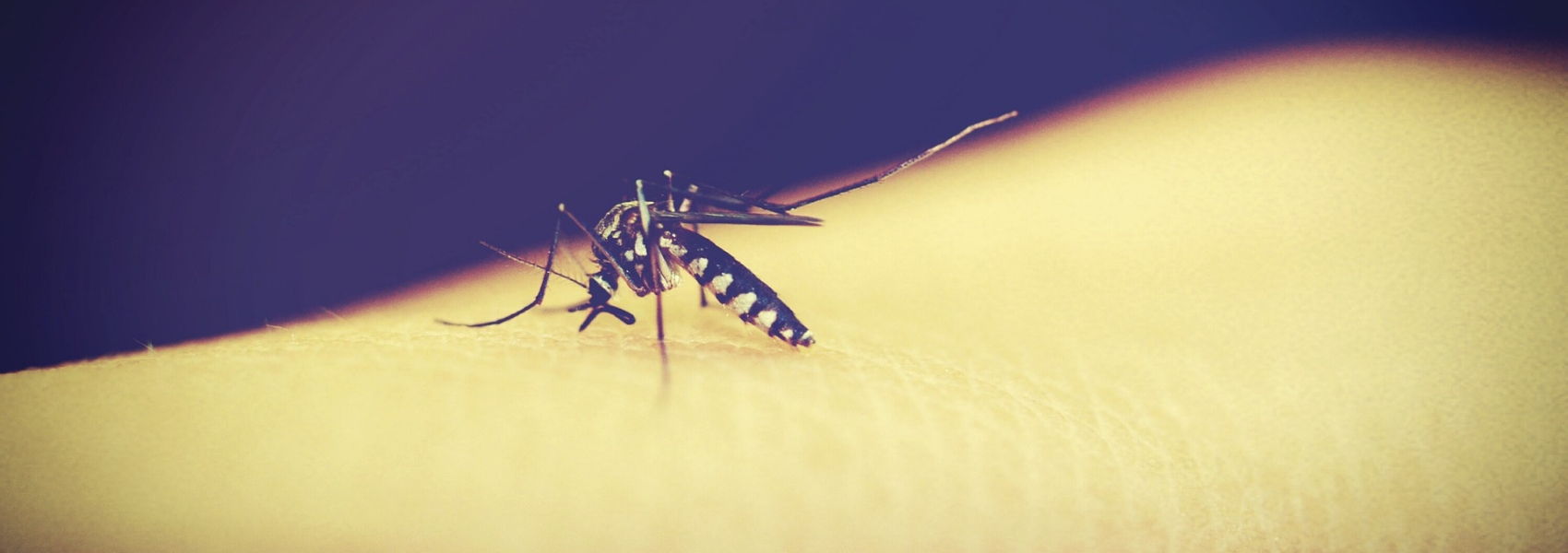 inquérito sobre malária